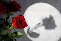 roses on a gray background with a gobo light Royalty Free Stock Photo
