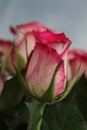 Beautiful multicoloured roses