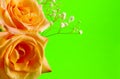 Roses on Green Royalty Free Stock Photo