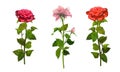 Roses isolated set romance wallpaper watercolor illustration Royalty Free Stock Photo