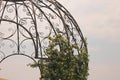 ROSES GROWING AGAINST DECORATIVE METAL DOME ON ROSE FARM Royalty Free Stock Photo