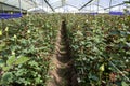 Roses growing in a greenhouse at Cayambe in Ecuador.