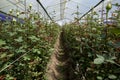 Roses growing in a greenhouse at the Hacienda La Compania Roses Plantation near Cayambe in Ecuador. Royalty Free Stock Photo