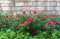 The roses growing near the brick, wall in the courtyard of Topkapi Palace, Istanbul, Turkey