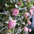 Roses growing on steel grid. Bush of pink roses blooming in the garden.