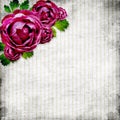 Roses on the grunge striped background