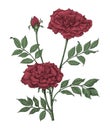 Roses Hand Drawing Vintage Engraving Illustration On White Background
