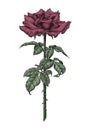 Roses hand drawing vintage engraving illustration on white background Royalty Free Stock Photo