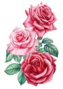 Roses. Hand drawn watercolor painting on white background. bouquet of pink and red flowers Royalty Free Stock Photo