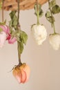 Roses hanging upside down Royalty Free Stock Photo