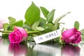 Roses with I'm sorry message Royalty Free Stock Photo