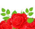 Roses illustration