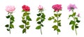 Roses isolated set romance watercolor Royalty Free Stock Photo