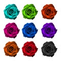 Roses isolated white background, happy 8th of March Royalty Free Stock Photo