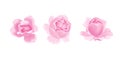 Roses isolated on white background. Vector illustration of three pink roses flower heads Royalty Free Stock Photo