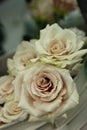 Roses ivory 8052 c