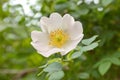 Rosa Canina.Dog Rose.Roseship