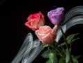 Roses in Laser Light Royalty Free Stock Photo