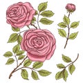 Roses with leaves and buds. Wedding botanical flowers in the garden or spring plant. ornament or decor. design for card