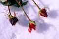Roses lie in the snow Royalty Free Stock Photo