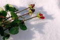 Roses lie in the snow Royalty Free Stock Photo
