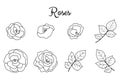 Roses linear set collection. Rose flowers with leaves isolated on white background. Vector elements illustration for