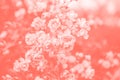 Roses. Living coral background