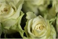Roses in love for your dearest Royalty Free Stock Photo