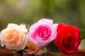 Roses made of fabric Royalty Free Stock Photo