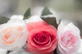 Roses made of fabric Royalty Free Stock Photo