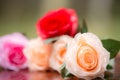 Roses made of fabric Royalty Free Stock Photo