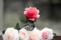 Roses made of fabric Royalty Free Stock Photo