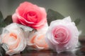 Roses made of fabric Royalty Free Stock Photo