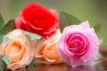 Roses made of fabric Royalty Free Stock Photo