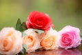 Roses made of fabric Royalty Free Stock Photo