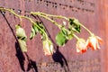 Roses on a memorial wall
