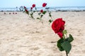 Roses in memory to the heroes on Utah beach in Normandy, France. D-Day 75 years Royalty Free Stock Photo