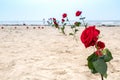 Roses in memory to the heroes on Utah beach in Normandy, France. D-Day 75 years Royalty Free Stock Photo