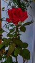 Roses is the most popular flower in the world. Red dark roses mean commitment