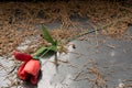 Roses on the old tomb