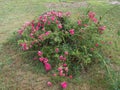 Roses, Outside, Leaves, Tree, Close up, Grass, Dried grass, Rotted tree, Log