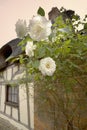 roses outside thatched cottage yelden yielden village bedfordshi Royalty Free Stock Photo