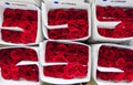 Roses packed ready for export at the Hacienda La Compania Roses Plantation near Cayambe in Ecuador. Royalty Free Stock Photo