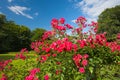 Roses in the park