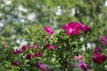 Roses in park. Spray roses. Garden details Royalty Free Stock Photo