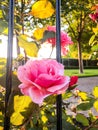 Sun Shinning Through a Rose Garden