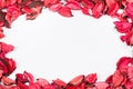 Roses petals on white isolated background. Love template for valentines day pink flowers around. Nothing in in center