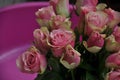 Roses, pink roses, roses in dew, fresh roses, rose flowers