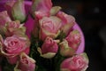 Roses, pink roses, roses in dew, fresh roses, rose flowers