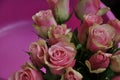Roses, pink roses, roses in dew, fresh roses, rose flowers